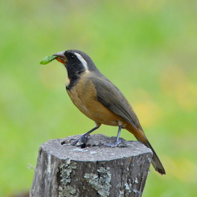 Golden-billed Saltator (2)